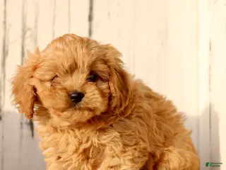 Cavapoo dogs Daffodil - Ad 30