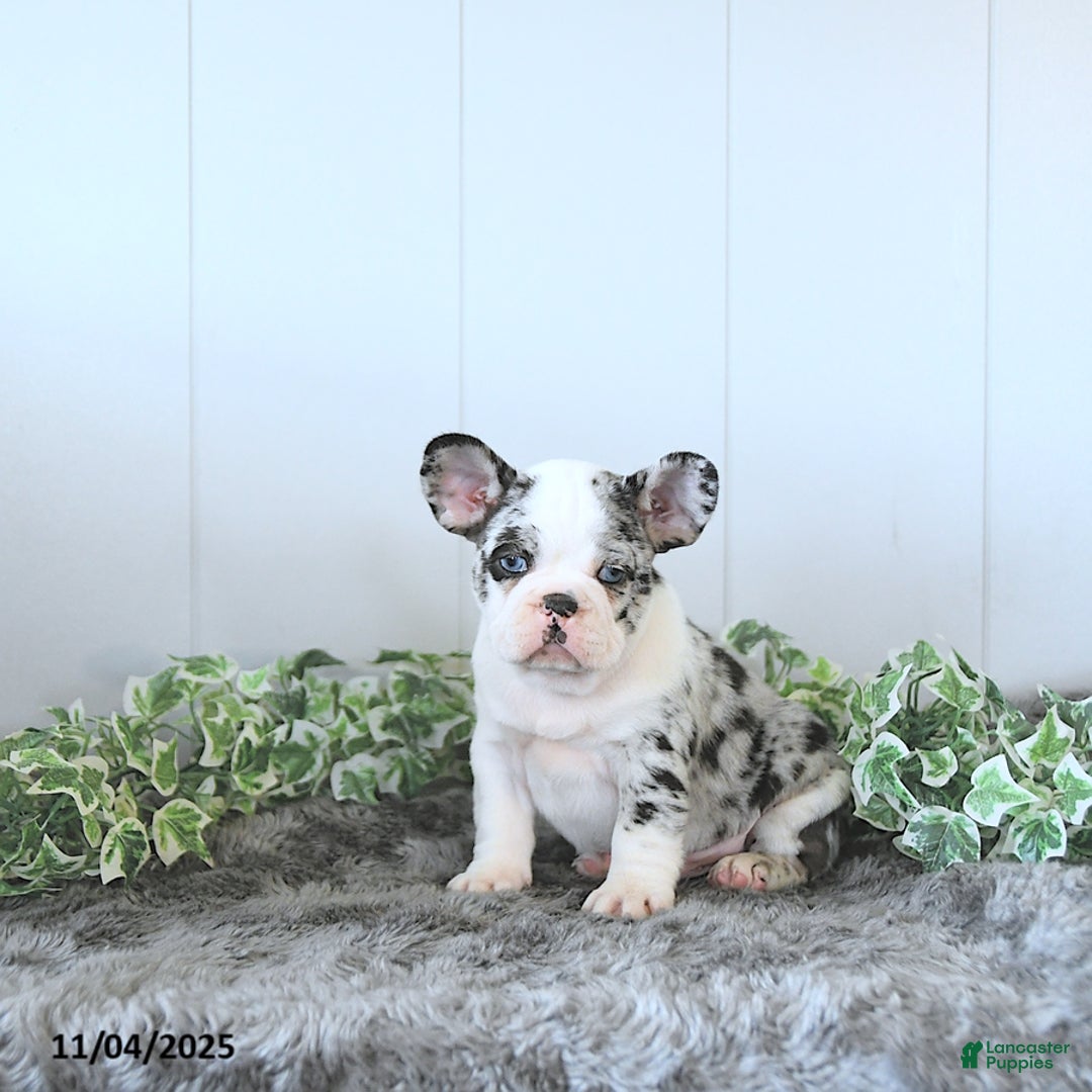 Frug dogs for sale: Miles - Ad 5