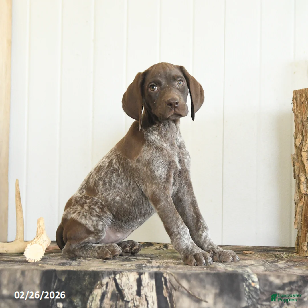 German Shorthaired Pointer dogs for sale: Dreamer - Ad 4