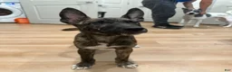 Mixed Breed dogs for sale: Mixed Breed 1 - Ad 5