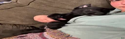 Mixed Breed dogs for sale: Mixed Breed Puppy 2 - Ad 8