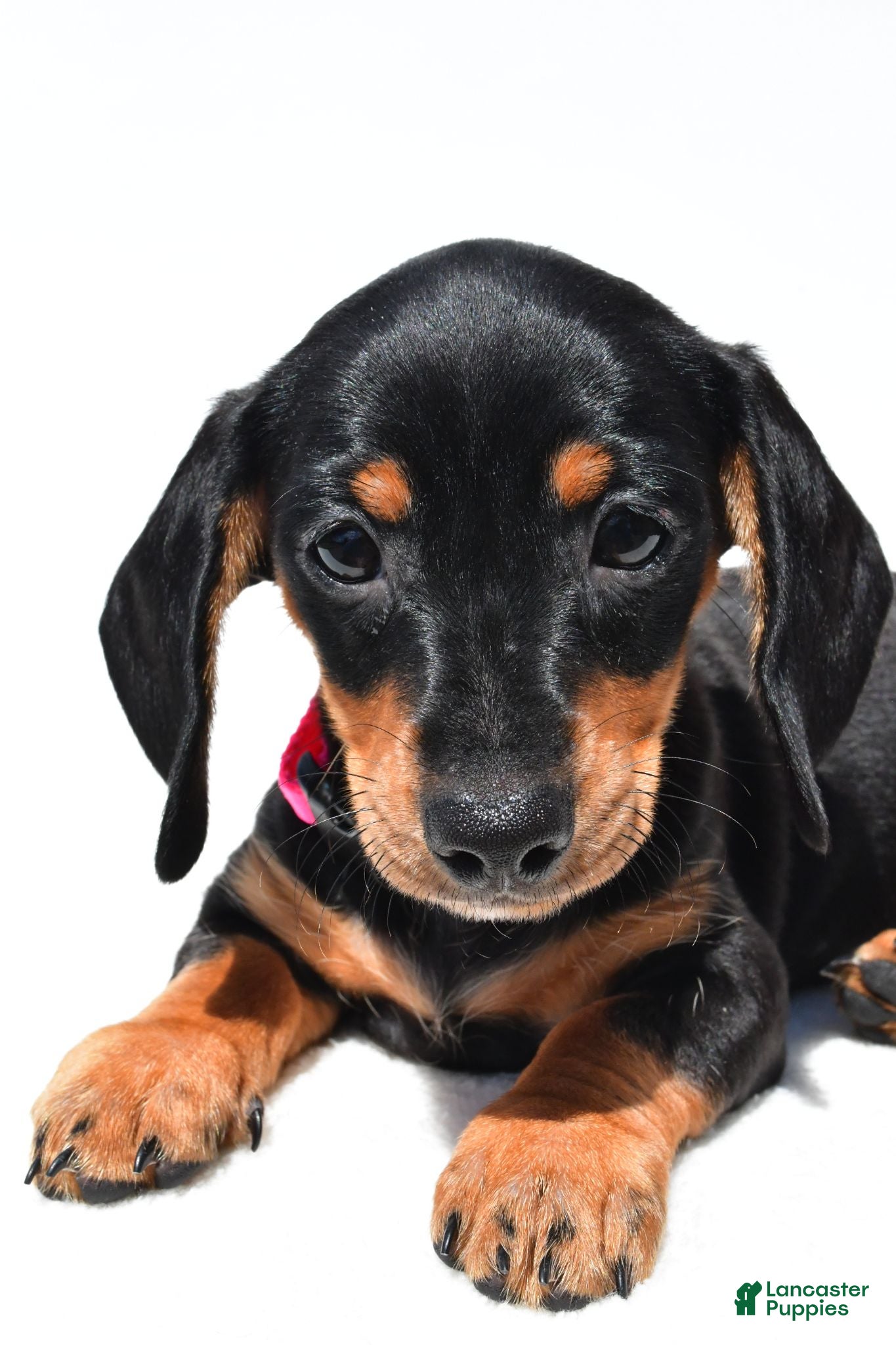 Miniature Dachshund dogs Twinkle - Ad 2