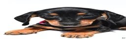 Miniature Dachshund dogs for sale: Twinkle - Ad 2