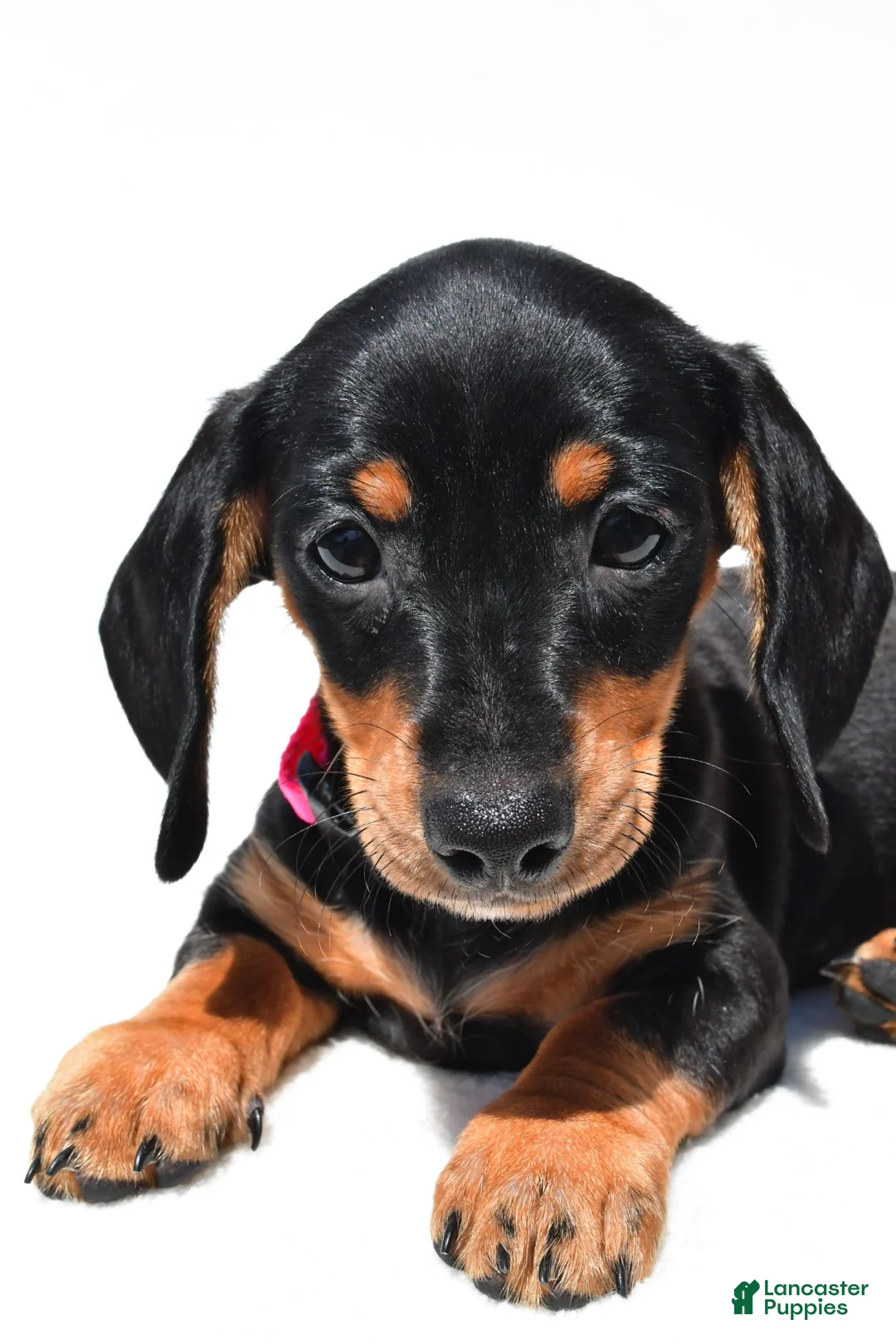 Miniature Dachshund dogs for sale: Twinkle - Ad 2