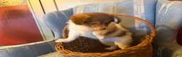 Mixed Breed dogs for sale: Cookie’s Boy #2 - Ad 1