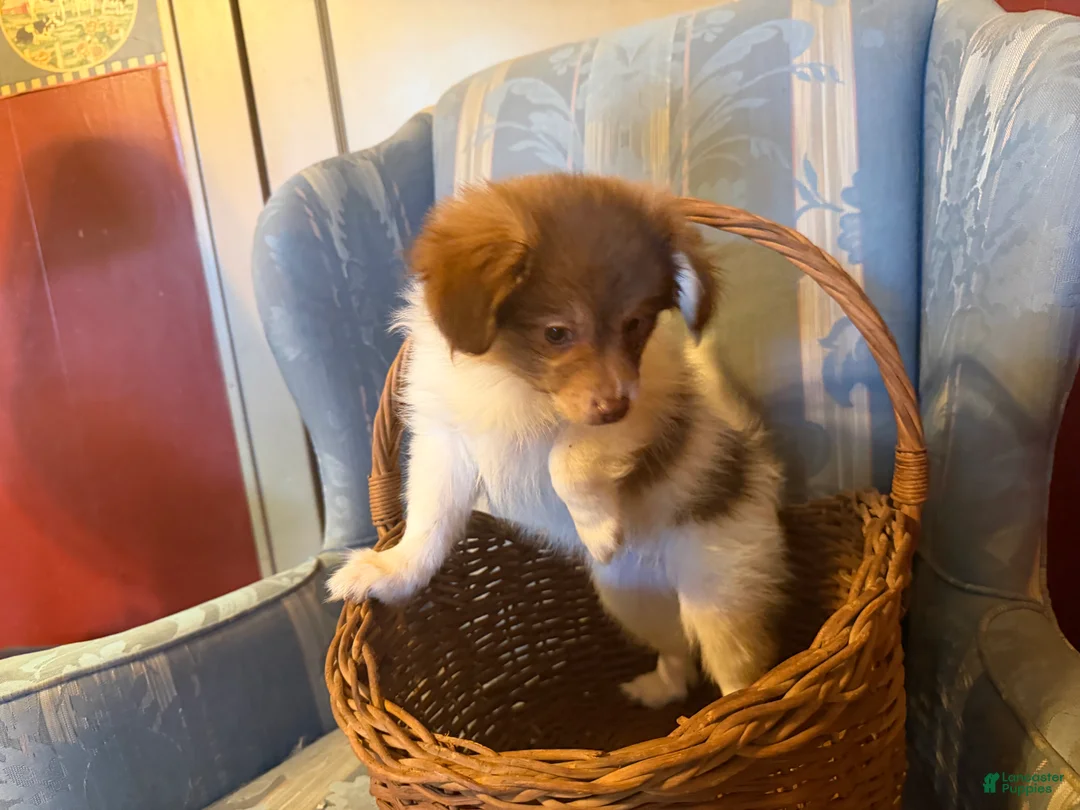 Mixed Breed dogs for sale: Cookie’s Boy #2 - Ad 1