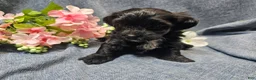 Havapoo dogs for sale: Joey (Male) - Ad 3