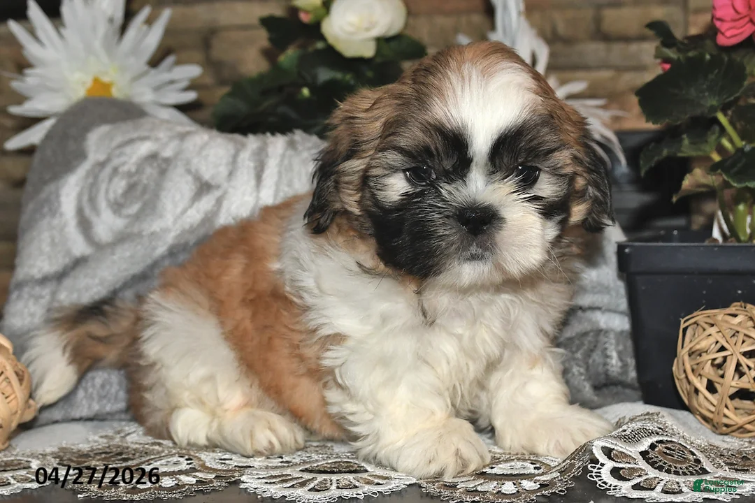 Shih Tzu dogs for sale: Spencer - Ad 5