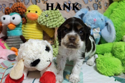 Cocker Spaniel dogs Hank - Ad 2