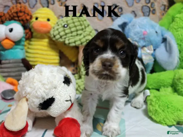 Cocker Spaniel dogs Hank - Ad 2