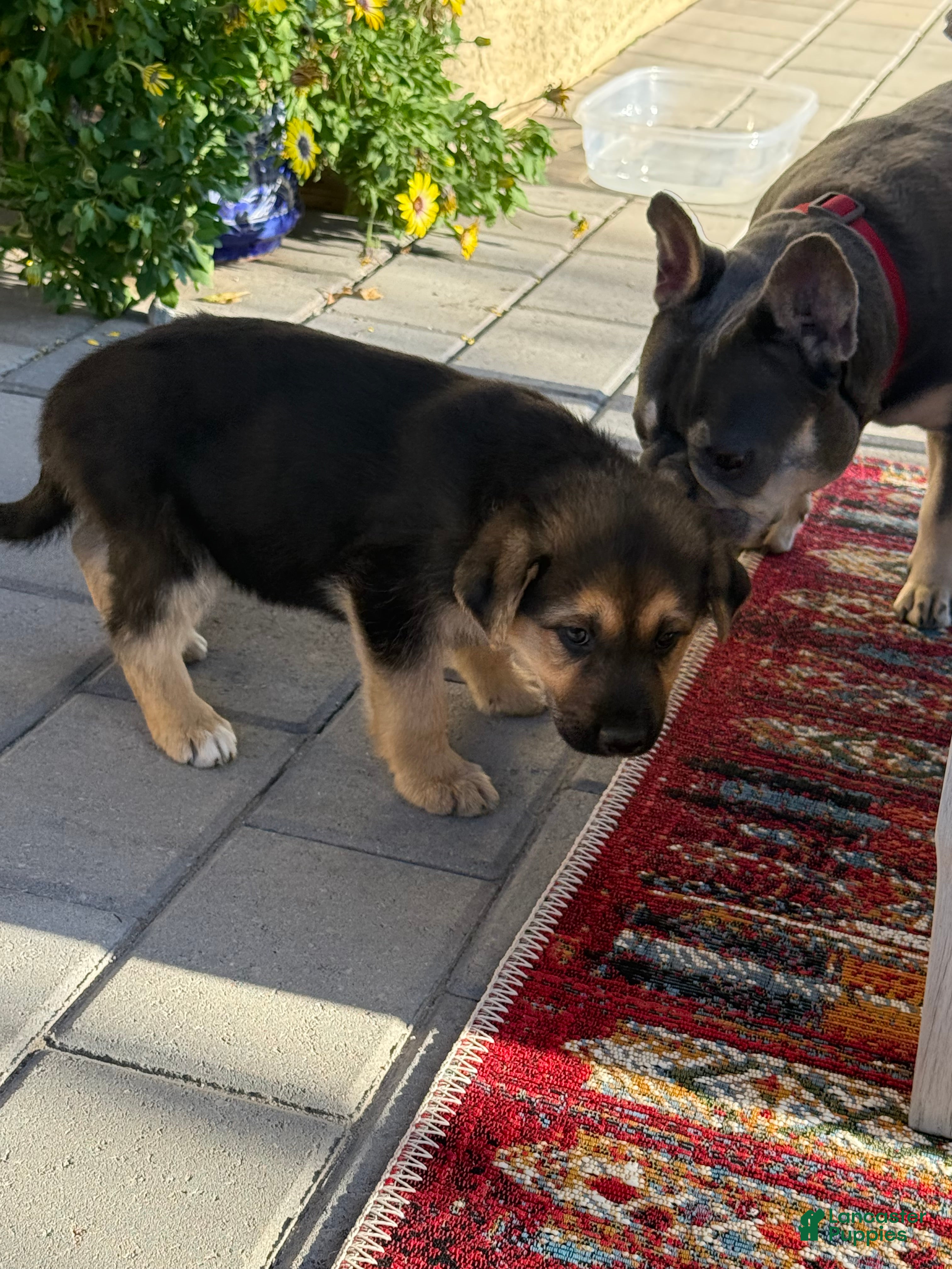 German Shepherd dogs German Shepherd Puppy 1 - Ad 14