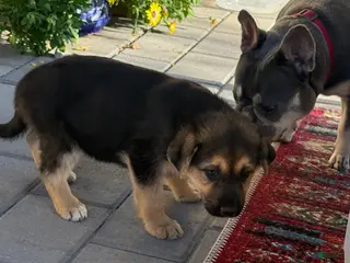 German Shepherd dogs German Shepherd Puppy 1 - Ad 14