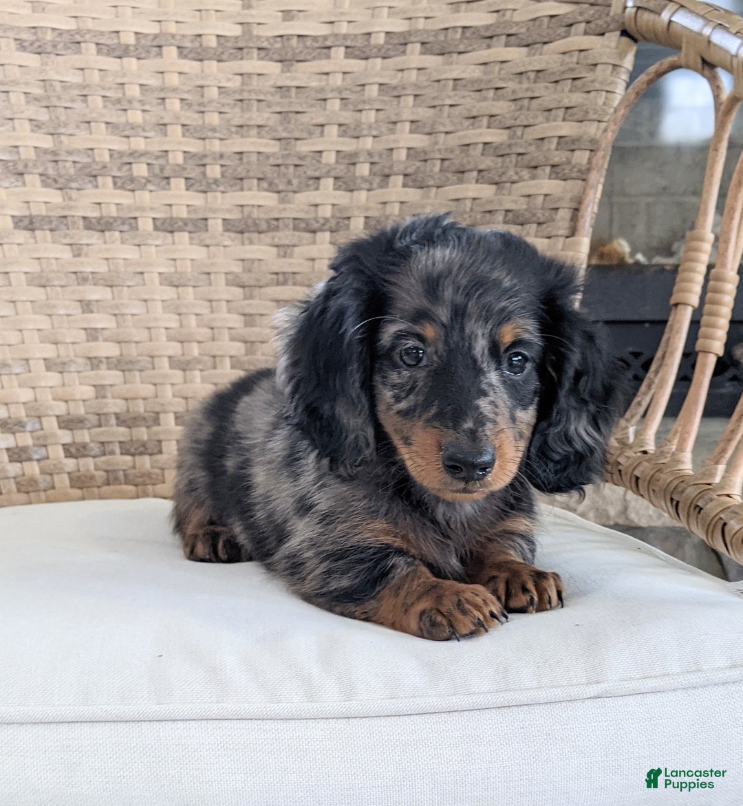 Miniature Dachshund dogs for sale: Frankie  - Ad 1