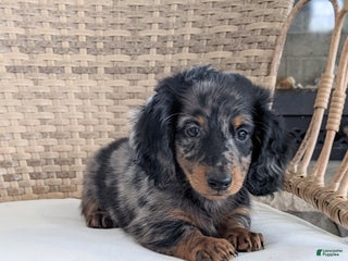 Miniature Dachshund dogs Frankie - Ad 35