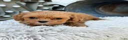Cavapoo dogs for sale: Autumn - Ad 5