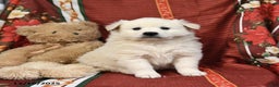 American Eskimo dogs for sale: Snowball - Ad 2