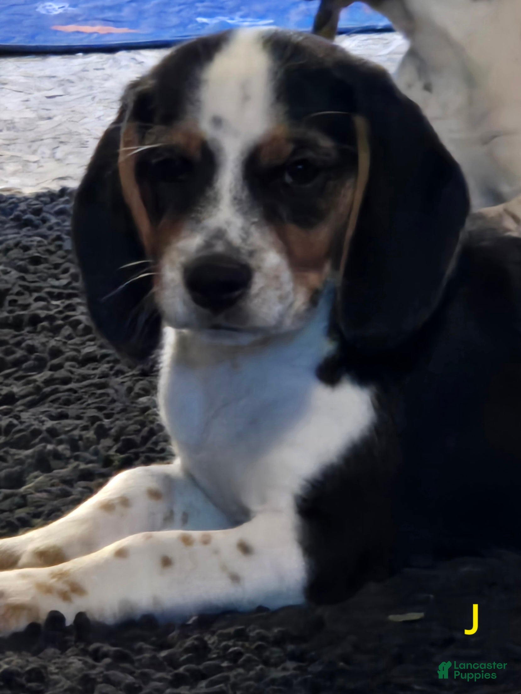 Beagle dogs Josie - Ad 6