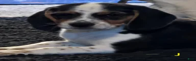 Josie