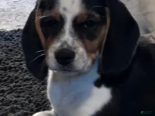 Beagle dogs Josie - Ad 6