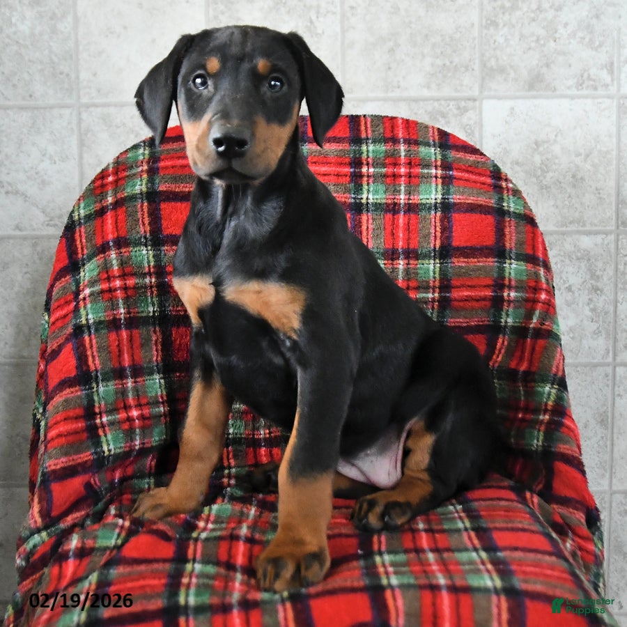 Doberman Pinscher dogs Flora   - Ad 2