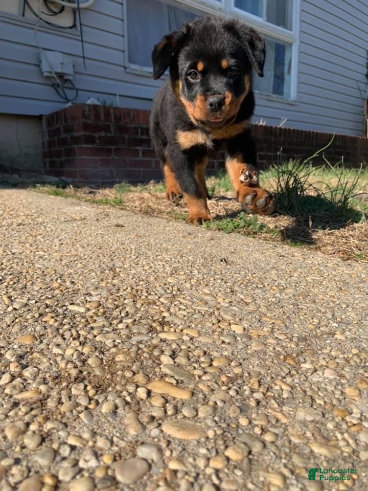 Rottweiler dogs Gloria  - Ad 1