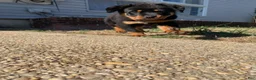 Rottweiler dogs for sale: Gloria  - Ad 1