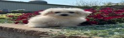 Bichpoo dogs for sale: Bruce  - Ad 2