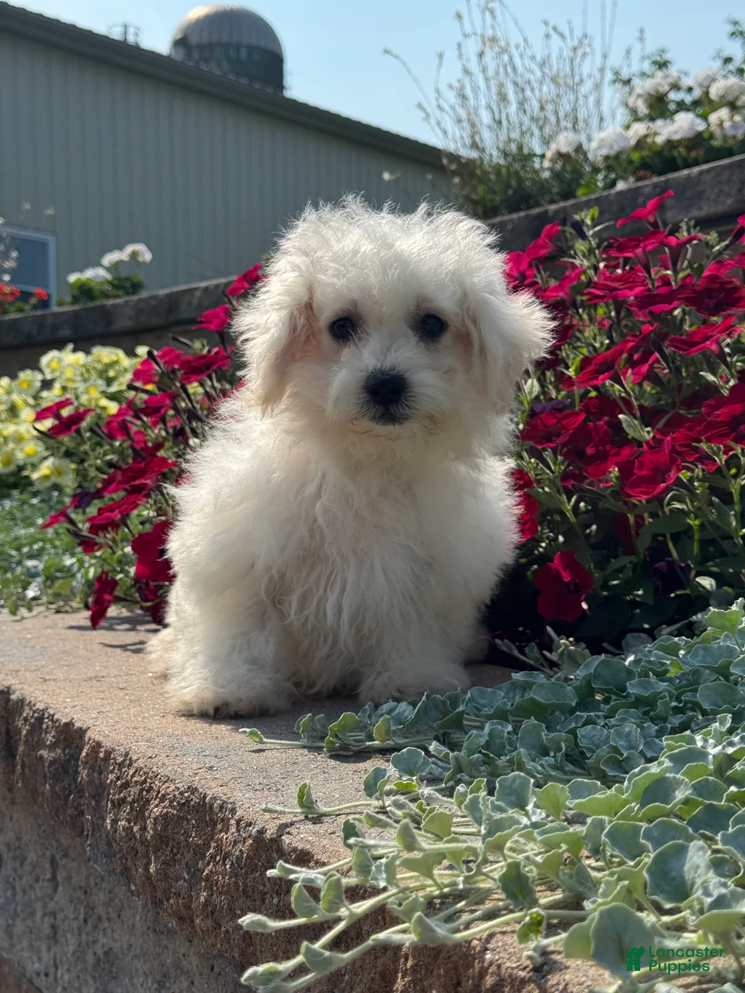 Bichpoo dogs for sale: Bruce  - Ad 2