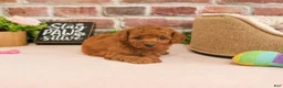 Cavapoo dogs for sale: Cupcake - Ad 2