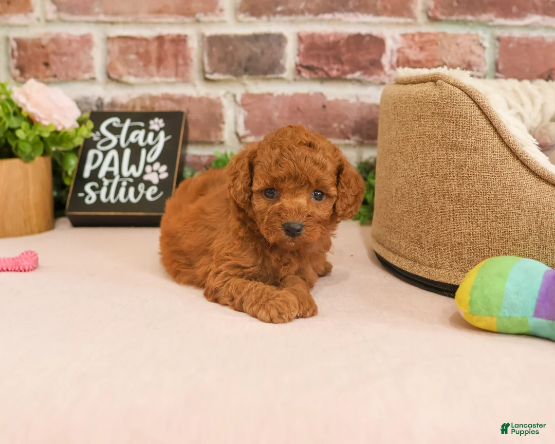 Cavapoo dogs for sale: Cupcake - Ad 2