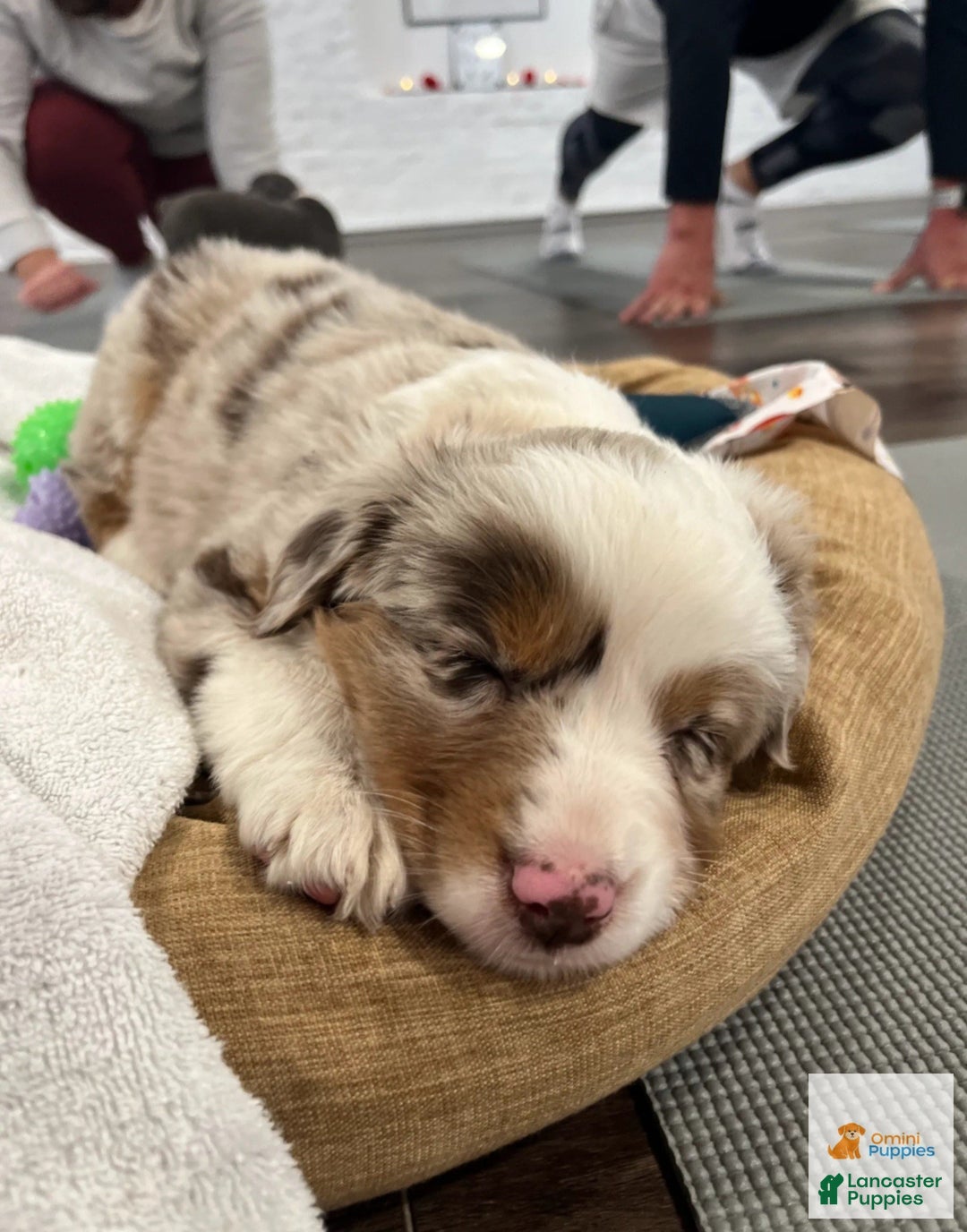 Miniature Australian Shepherd dogs for sale: 🎀 Marshmallow - Ad 1