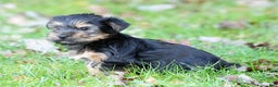 Yorkshire Terrier dogs for sale: Bella - Ad 6