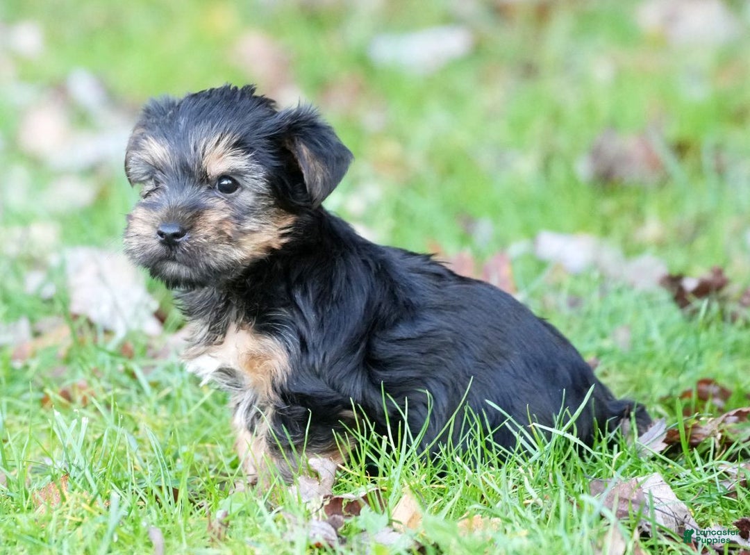 Yorkshire Terrier dogs for sale: Bella - Ad 6
