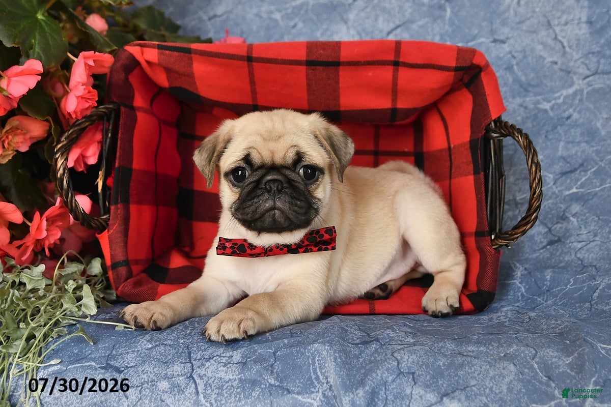 Pug dogs Bingo - Ad 1