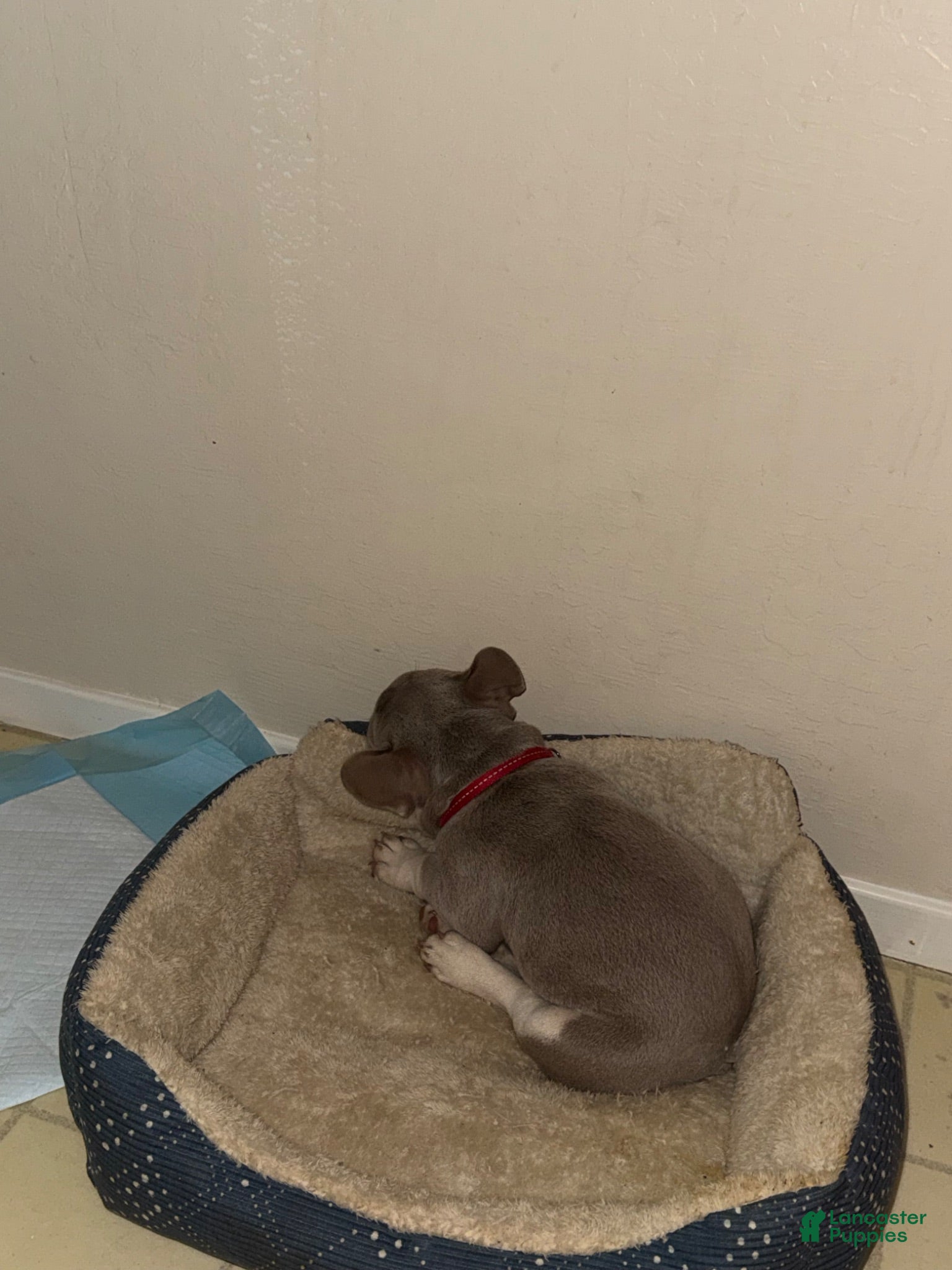 French Bulldog dogs French Bulldog 1 - Ad 20