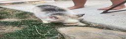 Siberian Husky dogs for sale: Siberian Husky 1 - Ad 4
