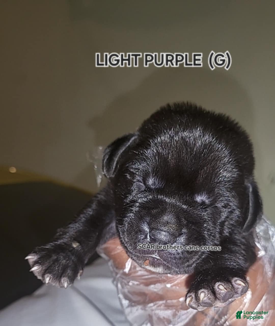 Gallery Image {{count}}