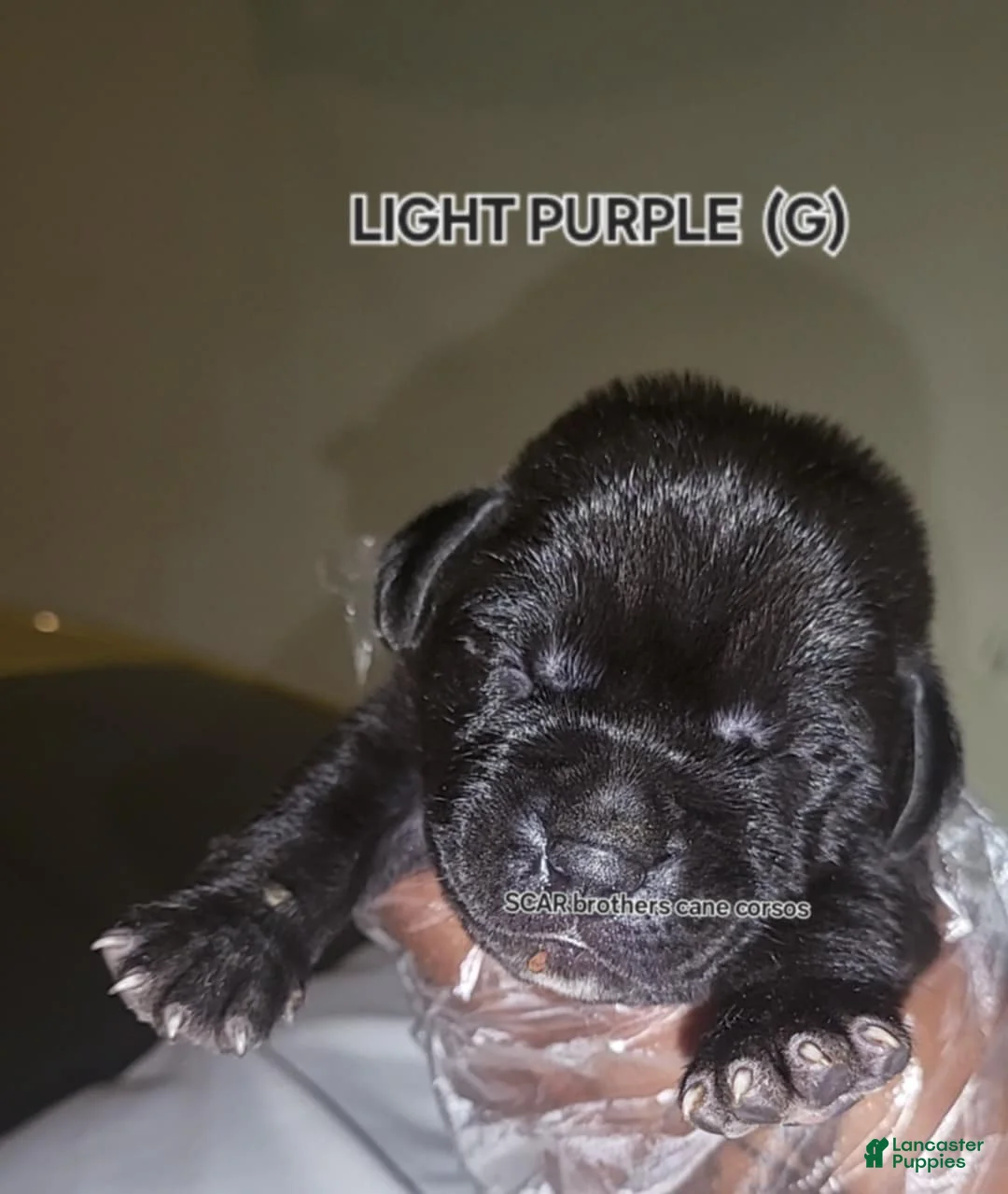 Gallery Image {{count}}