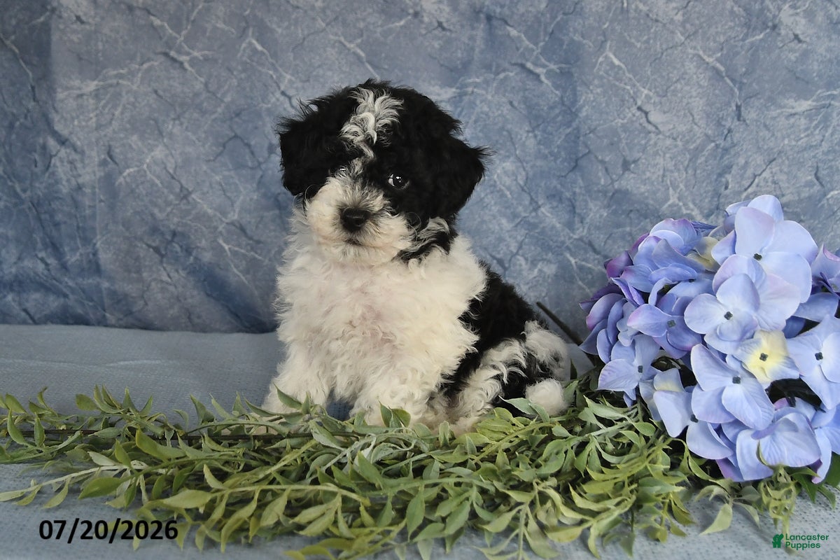 Havapoo dogs Oreo - Ad 2