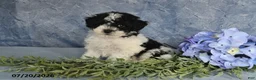 Havapoo dogs for sale: Oreo - Ad 2