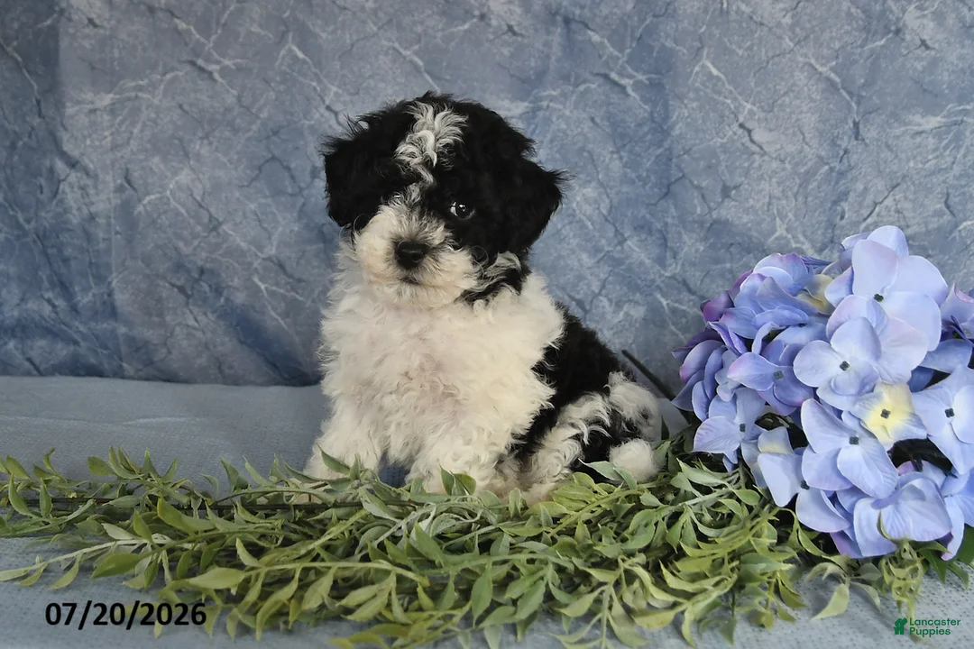 Havapoo dogs for sale: Oreo - Ad 2