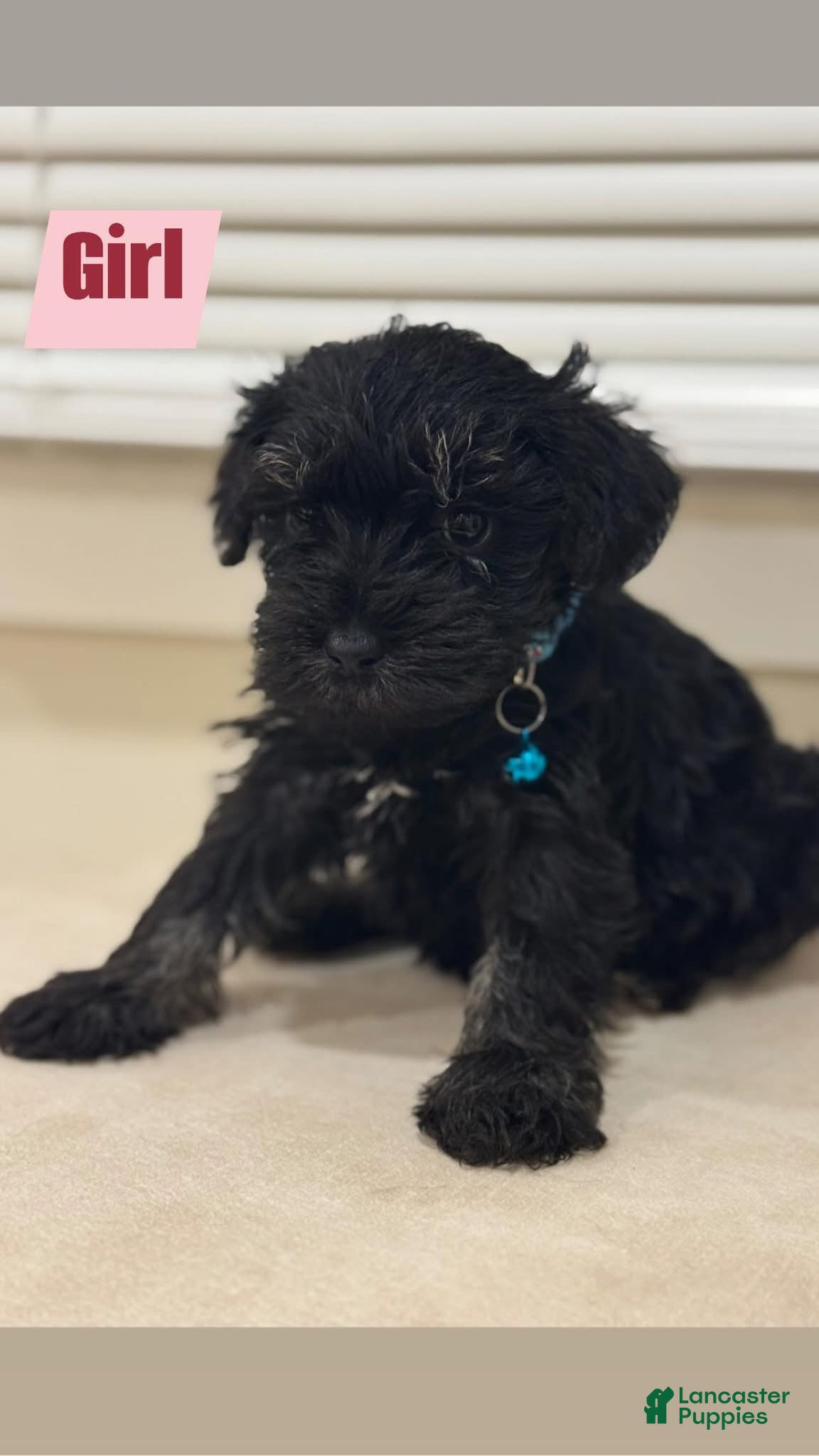 Miniature Schnauzer dogs Miniature Schnauzer Puppy 3 - Ad 24