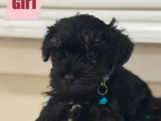 Miniature Schnauzer dogs Miniature Schnauzer Puppy 3 - Ad 24