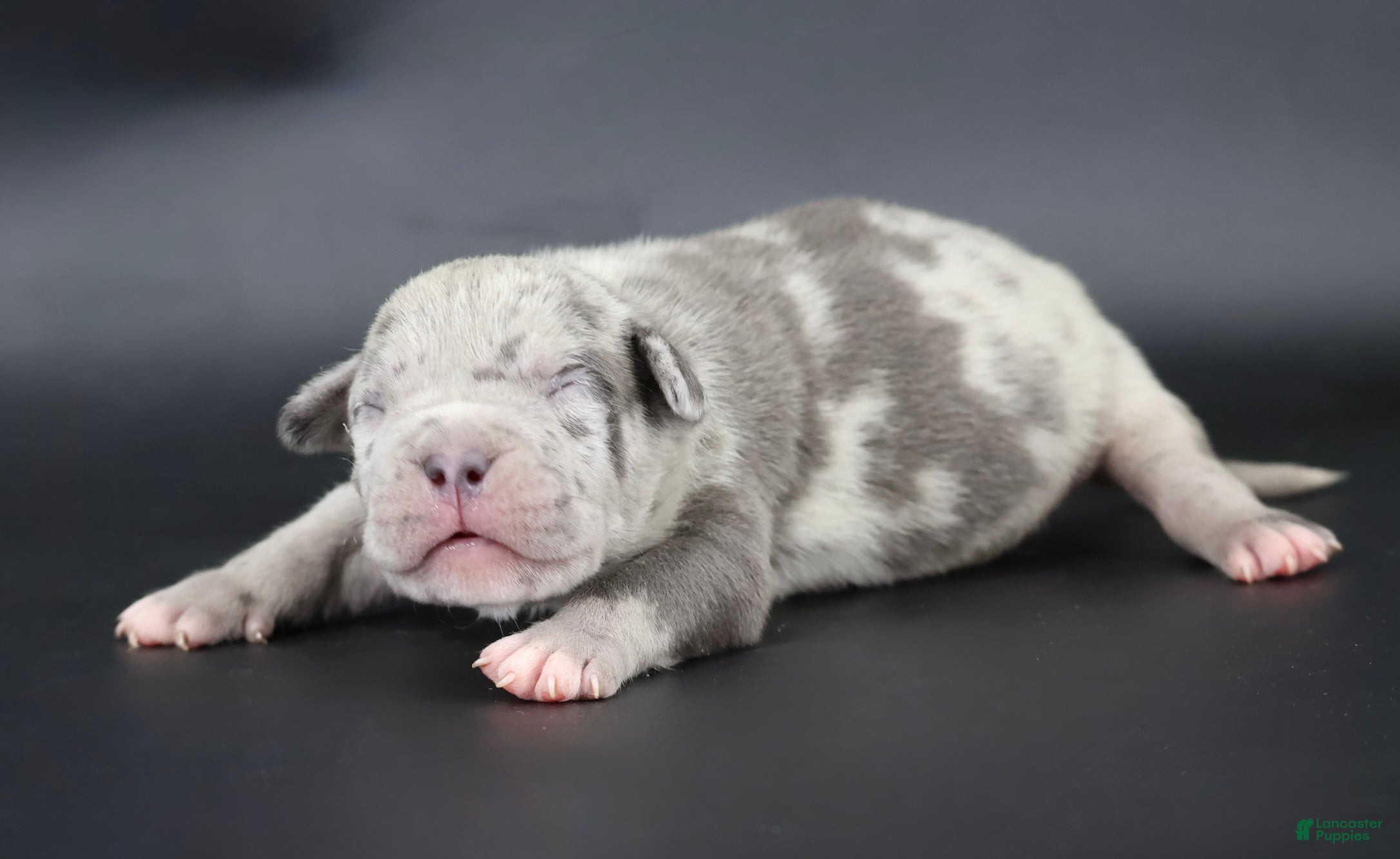 American Bully dogs Sincere - XL - ABKC - Ad 33