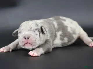 American Bully dogs Sincere - XL - ABKC - Ad 33