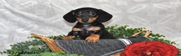 Dachshund dogs for sale: Denver - Ad 1