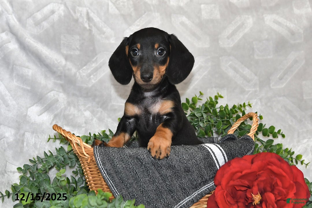 Dachshund dogs for sale: Denver - Ad 1