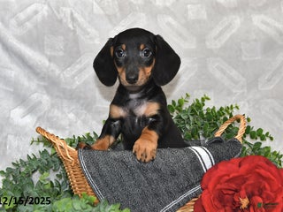 Dachshund dogs Denver - Ad 39