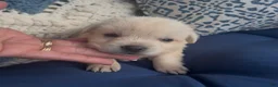 Labrador Retriever dogs for sale: Labrador Retriever 1 - Ad 4