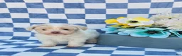 Mixed Breed dogs for sale: Linen - Ad 11